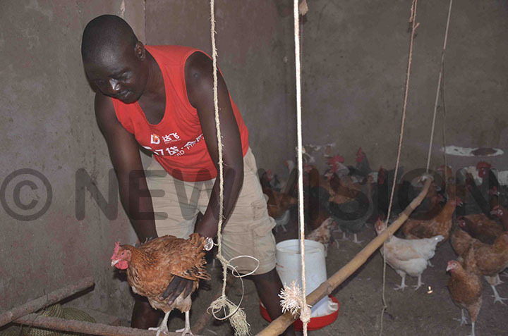 Anyii  with his chickens 