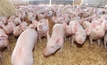PigCentral to help WA producers