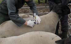 Bluetongue vaccine could still be a month away despite rise in cases