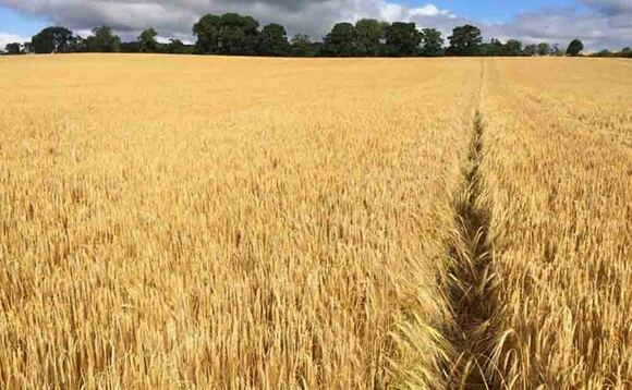 Harvest 20: Winter barley yields matching five-year average despite season's challenges
