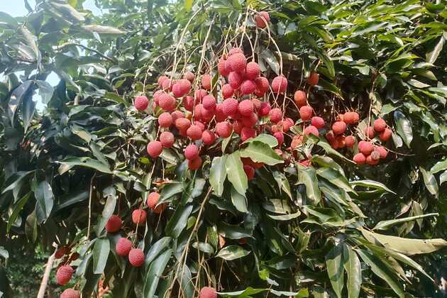 APEDA facilitates first export of GI-tagged Tezpur Litchi from Assam to Dubai