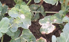 High levels of light leaf spot seen on oilseed rape