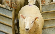 Producing a lamb to meet the needs of the buyer