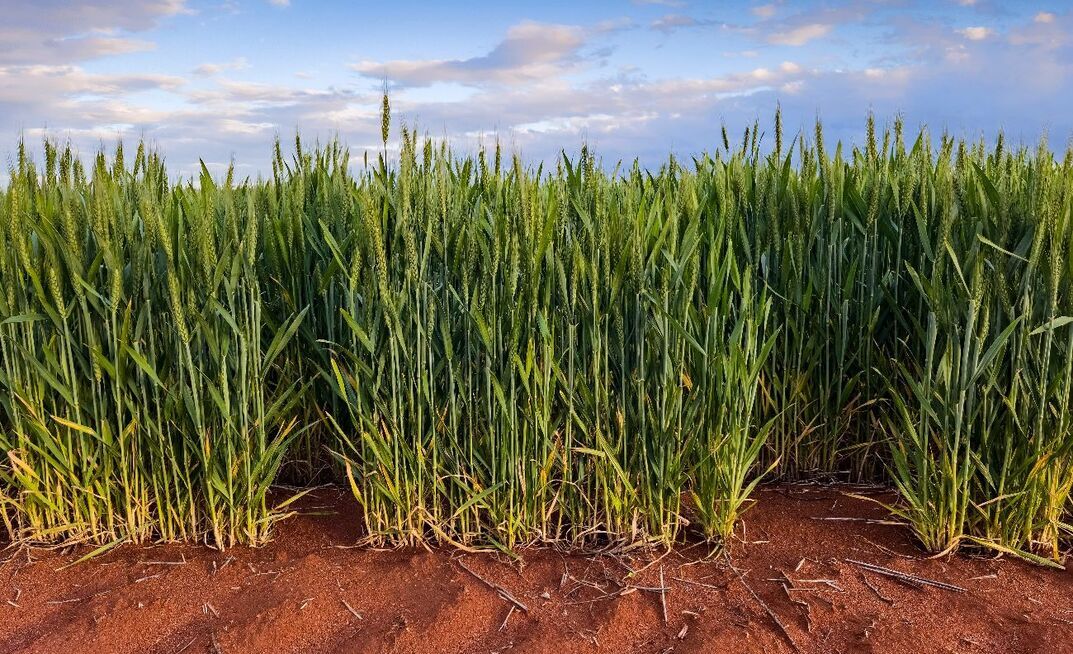 GIWA estimated WA's crop production at 22.66mt, but added the current potential was at least equal to 2025.