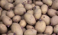 Scottish shipping container issues allow Dutch to corner seed potato market