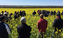 Canola - how deep can you go?