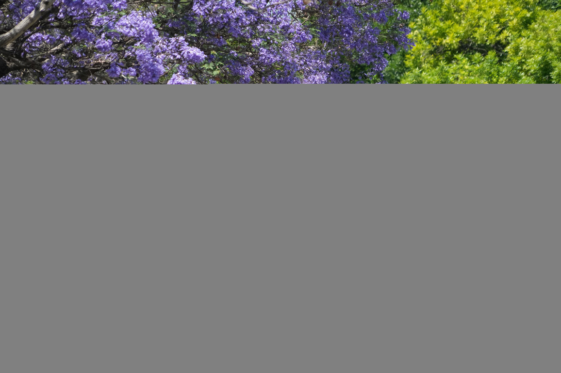 ARGENTINA-BUENOS AIRES-SPRING-JACARANDA-SCENERY