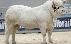 Charolais lead Stirling bull trade at 14,000gns