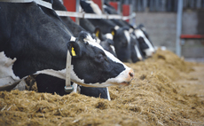 Get dairy cows performing this winter