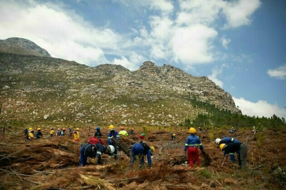 South Africa's famous fynbos must be preserved - but burning invasive plants on site isn't the best strategy