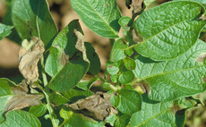 Blight monitoring shows strain 6_A1 strain prevalent this season