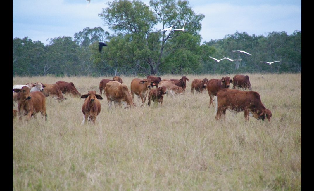  Power tools: The Paddock Power package allows extensive graziers to plan, map and cost new paddock developments.  Photo: Pamela Lawson.