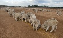 MLA said sheep farms can become exposed to rising fodder costs during dry years.