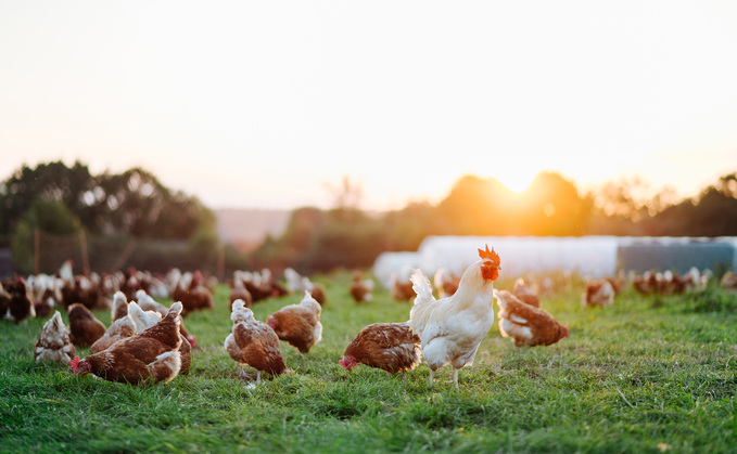 "Excluding chicken from a UK-US trade deal demonstrates a commitment to the responsibility and transparency that defines British poultry meat production." "Excluding chicken from a UK-US trade deal demonstrates a commitment to the responsibility and transparency that defines British poultry meat production."