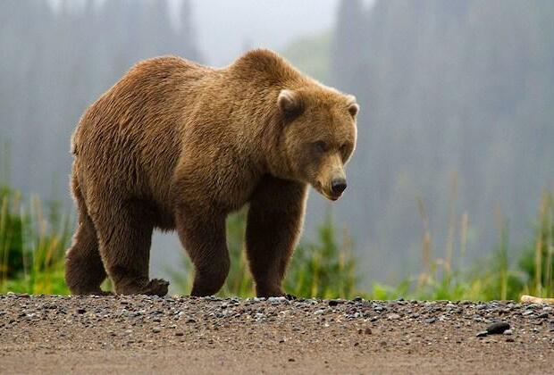 Ban proposed on bear hunters using bait in Alaska national parks