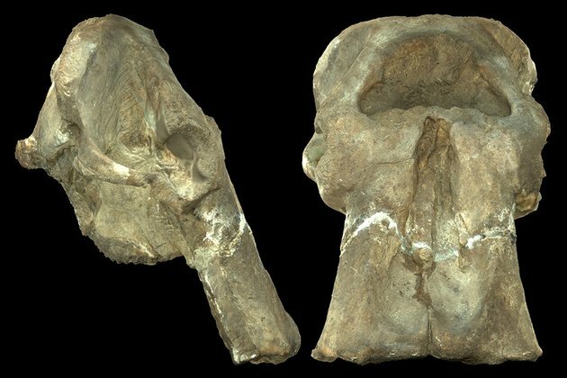 A fossil cranium from Kenya tells the story of an extinct elephant species