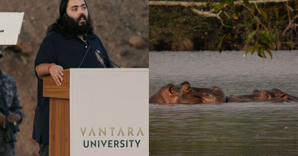 Anant Ambani urges Colombia to stay lethal removal of 80 hippos, offers permanent home at Vantara