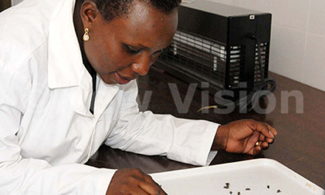 Worrying sleeping sickness merger Worrying sleeping sickness merger