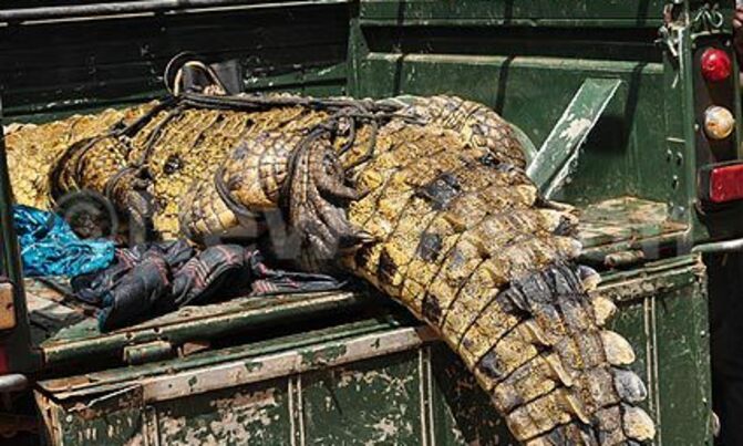 10 people eaten by crocodiles in Mayuge - MP 10 people eaten by crocodiles in Mayuge - MP