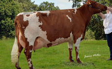 Dairy Shorthorn breeders make history