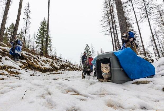 Efforts underway to boost lynx numbers in western North America