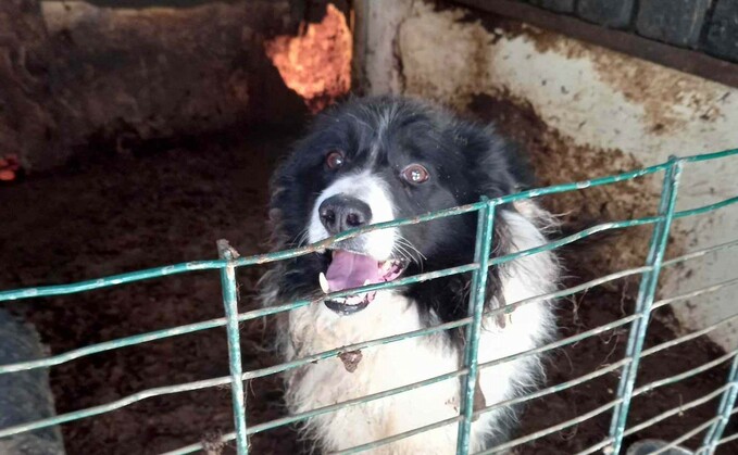 Drift the border collie when he was found abandoned in a horsebox trailer. (Falkirk Council)