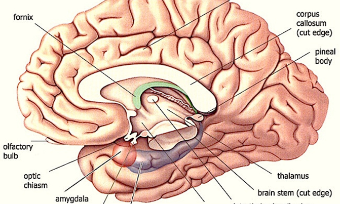 Women's brains appear 'years younger' than men's: study Women's brains appear 'years younger' than men's: study