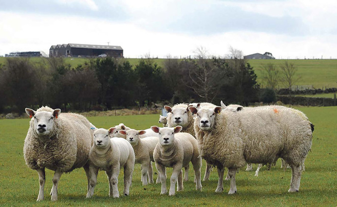 Sheep market cools but prices up on 2019