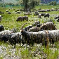 Specialty plateau industries thrive in Xizang's booming economy