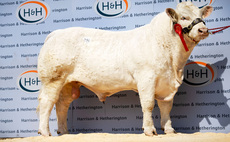 Trouper tops Charolais bulls at 10,000gns at Carlisle