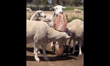  Lick blocks are important when grazing sheep on winter crops. 