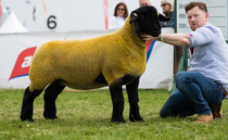 BALMORAL SHOW 2024: Suffolk crowned champion of sheep rings