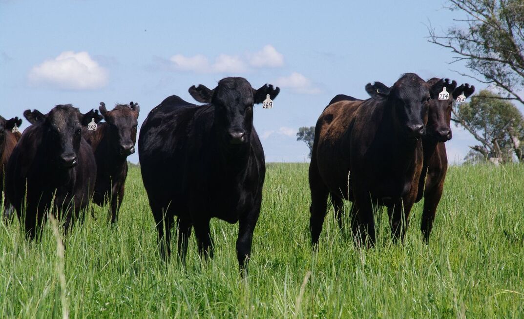 PastureKey uses satellite imagery and machine learning to keep track of pasture availability at a paddock-scale.