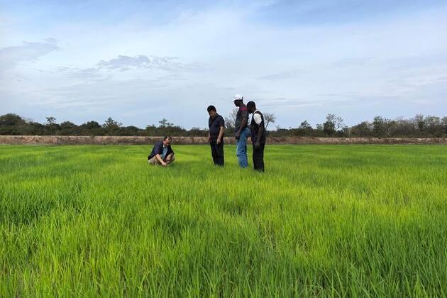 (Hello Africa) Chinese agricultural mission boosts rice yields, incomes for women farmers in Guinea-Bissau
