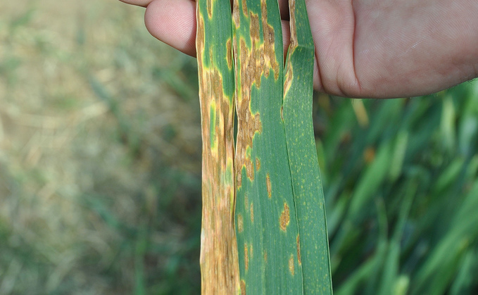 Growers are being urged to cast their minds back to 2019 when June downpours sparked a sudden Septoria onslaught Growers are being urged to cast their minds back to 2019 when June downpours sparked a sudden Septoria onslaught