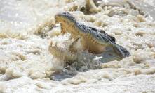  East Alligator River resident