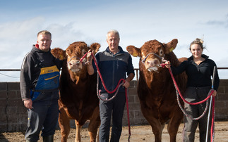 Maraiscote herd looks ahead to this month's Stirling Bull Sales