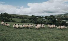 European sheep flock continues to shrink