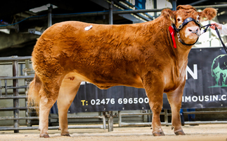 Unexpected leads Red Ladies Limousin sale at Carlisle