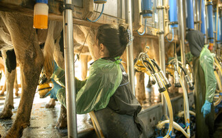 Growing Paraguay's dairy sector: Why training and development is key for future farmers