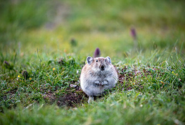 Study reveals the microbial adaptation mechanism of plateau animals