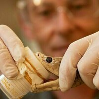 'Super antibodies' for snake toxins: how a dangerous DIY experiment helped scientists make a new antivenom