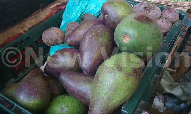 Avocado, a healthy fat fruit Avocado, a healthy fat fruit