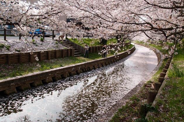 Falling cherry trees spark safety fears in Tokyo