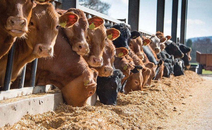 Can liver fluke survive in silage?