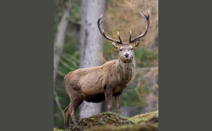 BASC Scotland director Peter Clark said: "Many small shoots and sporting businesses remain exposed to increased costs and continued uncertainty."