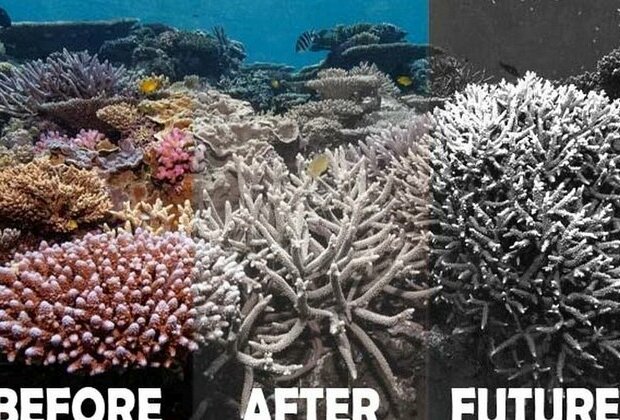 The Coalition&#039;s &#039;dreadful&#039; legacy on the Great Barrier Reef