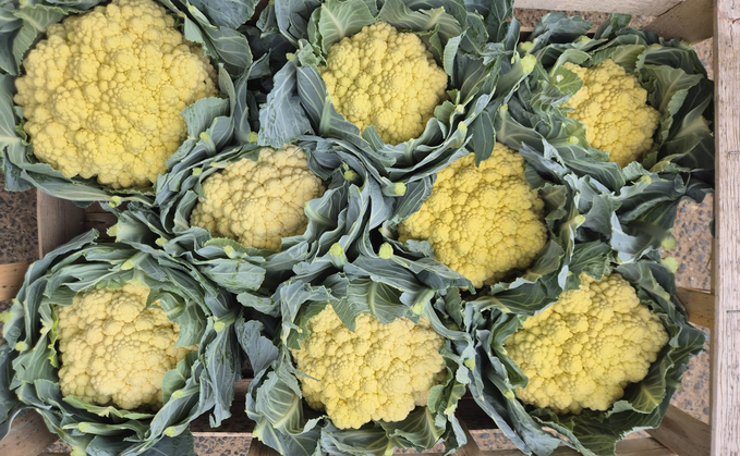 More than 6,000 sunburnt cauliflowers were discarded last week by supermarkets
