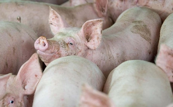 Chinese import demand helps pig prices hold firm