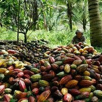 Pahitnya nasib pekebun perempuan industri cokelat: Upah rendah, minim perlindungan
